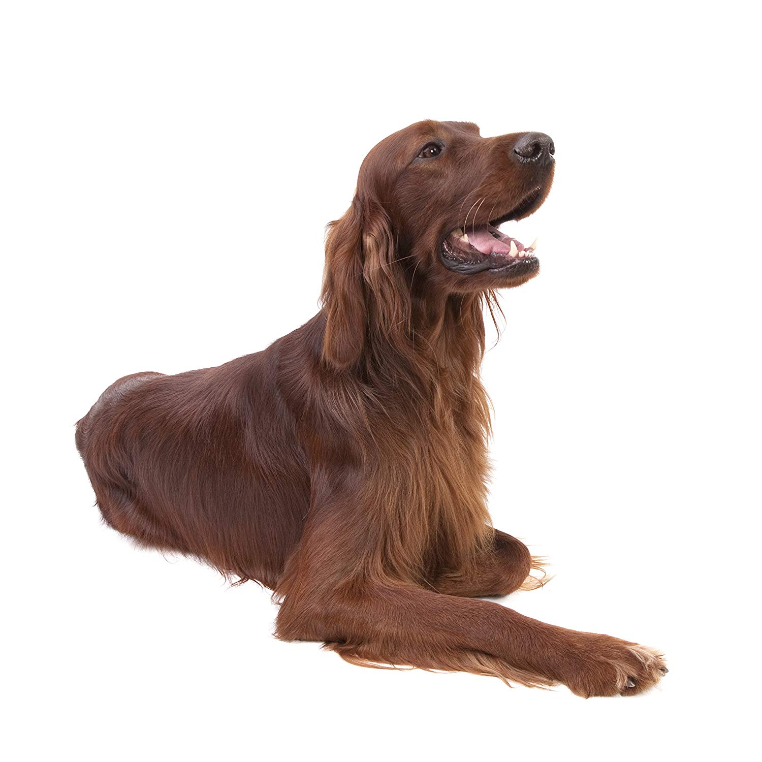 Wahl Copper Tones Animal Shampoo 500ml, 15:1 Concentrate for Red Brown & Copper Coats with Brightening - Image 2