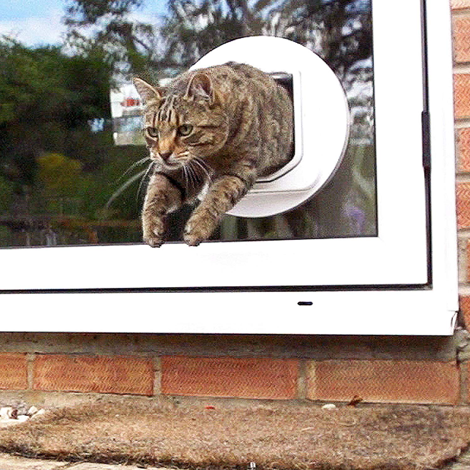 dualscan microchip cat flap