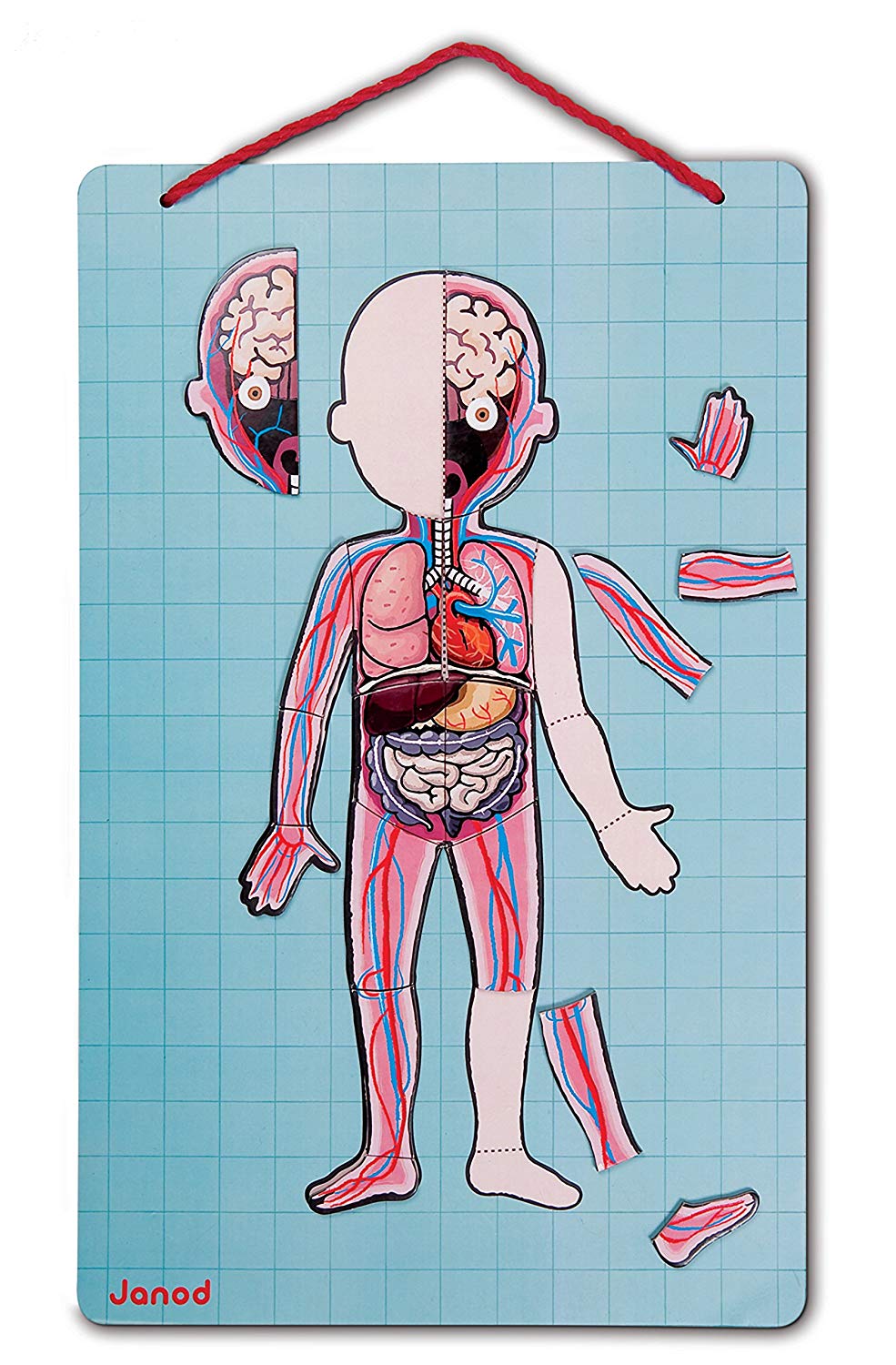 Janod Bodymagnet Educational Human Body Game, Anatomy, Organs, Skeleton, Muscles, 76 Magnetic Pieces, From 7 Years Old - Image 4