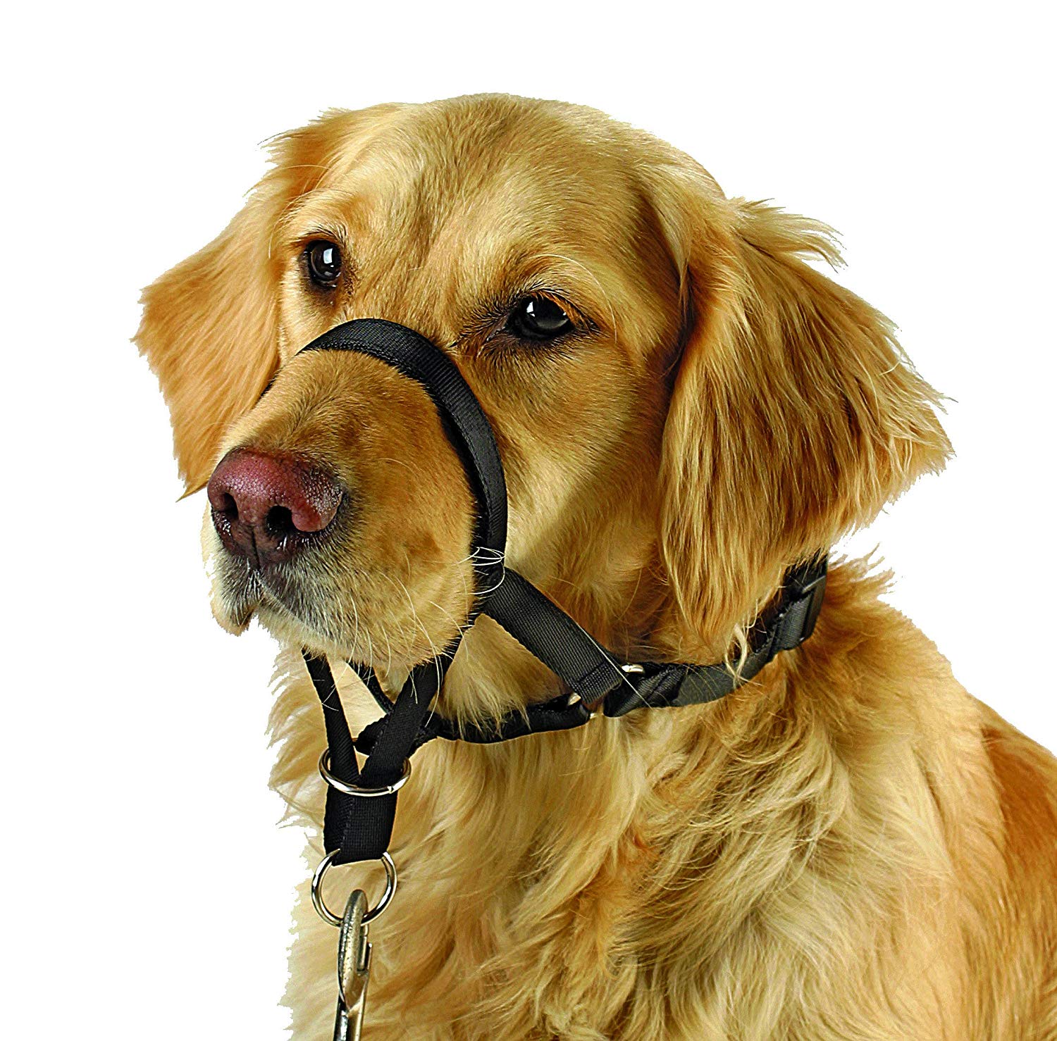 Kerbl Pet Maxi Coach Harness, Size 2