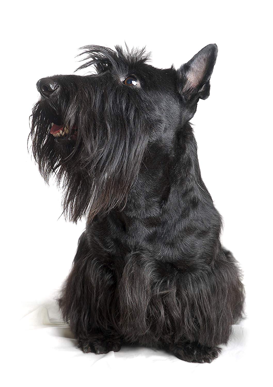 Wahl Deep Black Animal Shampoo 500ml, 15:1 Concentrate for Black White & Dark Coats - Image 2