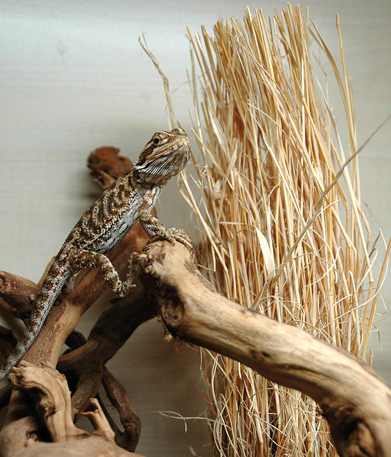 Lucky Reptile DLG 01 Grass bundle: approx.25 - 40 cm - Image 2