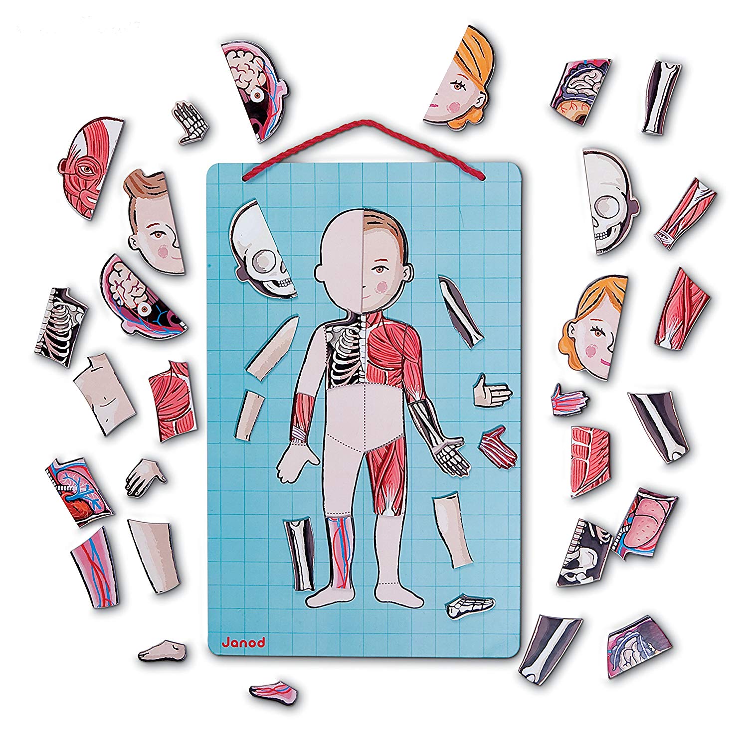 Janod Bodymagnet Educational Human Body Game, Anatomy, Organs, Skeleton, Muscles, 76 Magnetic Pieces, From 7 Years Old - Image 3