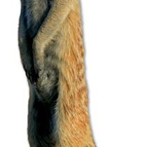 Star Cutouts Cut Out of Meerkat