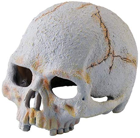 Exo Terra Primate Skull, Small, multicoloured