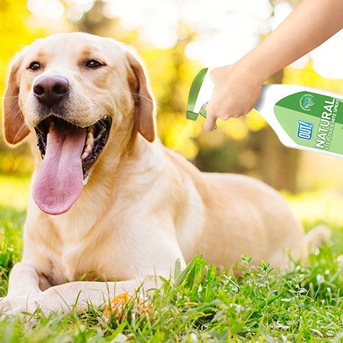 OUT! Natural Flea, Tick and Mite spray for Dogs 500 ml, 500 ml (Pack of 1) - Image 3