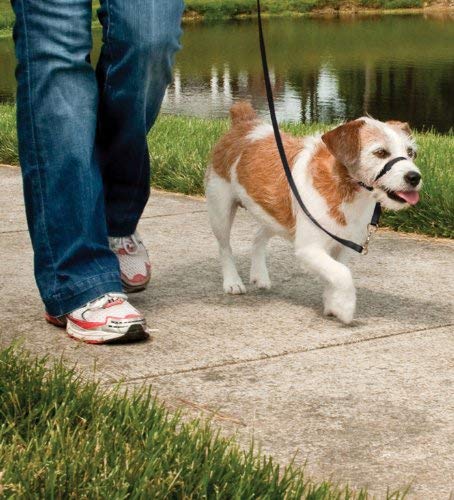 PetSafe Easy Walk Headcollar, No-pull Dog Walking Lead, Adjustable Fit, Comfortable, Large-Black - Image 2