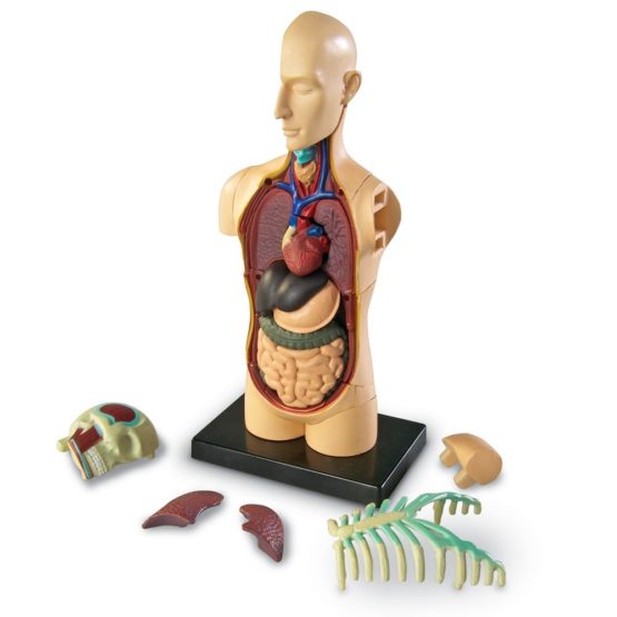 Learning Resources LER3336 Anatomy Model Human Body - Image 3