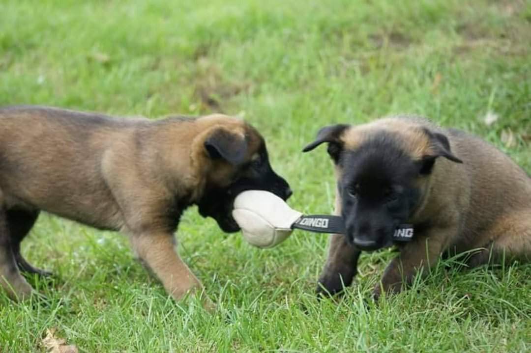 dog toy soft ball