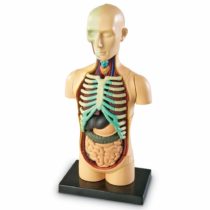 Learning Resources LER3336 Anatomy Model Human Body