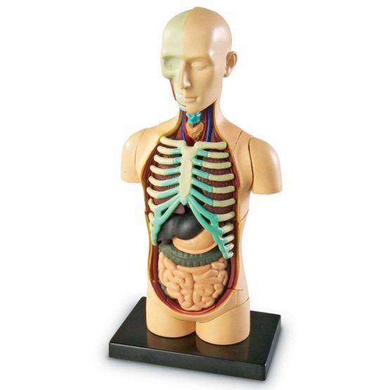 Learning Resources LER3336 Anatomy Model Human Body