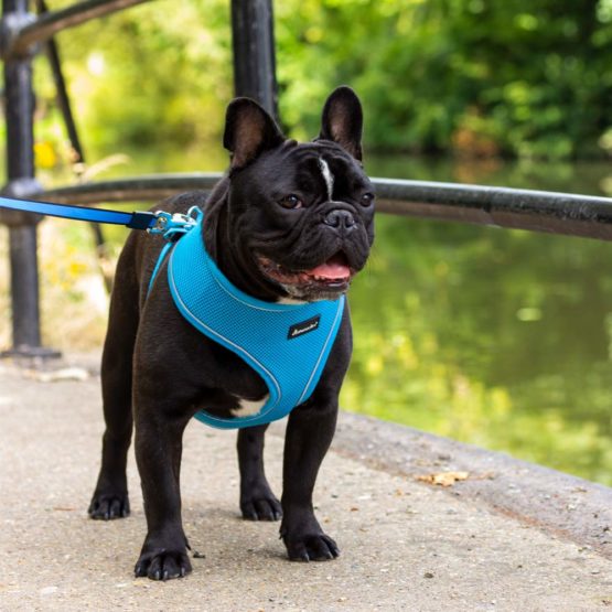 AllPetSolutions Dog Puppy Harness Soft Adjustable Reflective Comfortable Vest (S, Blue) - Image 3