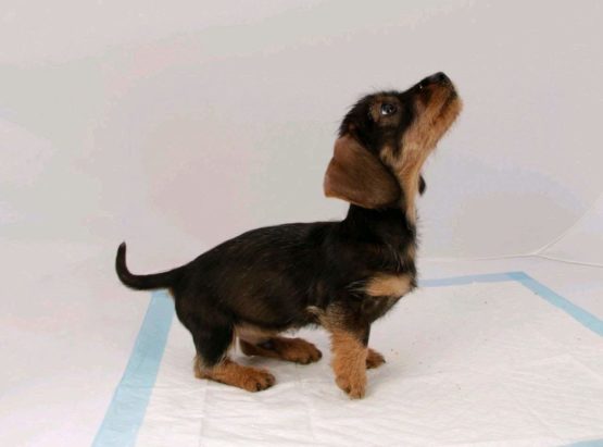 Beaphar Puppy Training Pads X 30 - Image 2