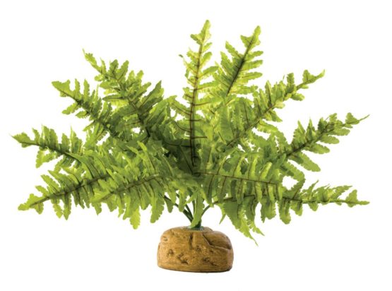 Exo Terra Boston Fern Small