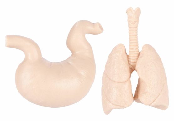 Human Organs - Image 3