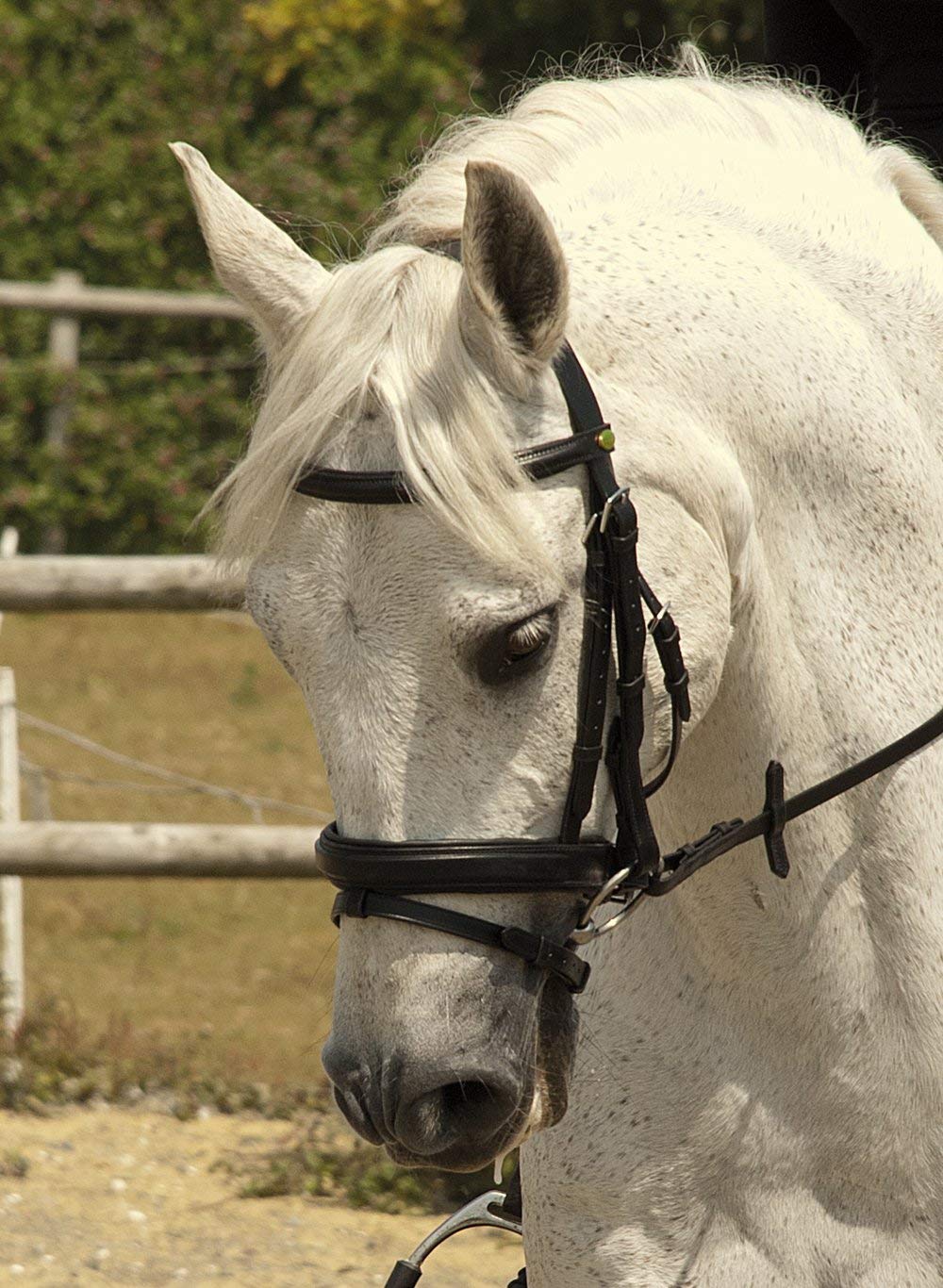 Rhinegold Bridle - X Full - Havana, Extra Full - Image 2