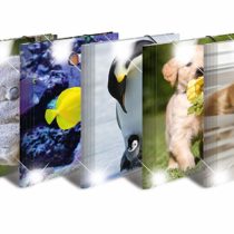 HERMA Elastic Folder Animals, Assorted Colourful Designs, A4, Glossy Plastic, with Inner Print, Pack of 10