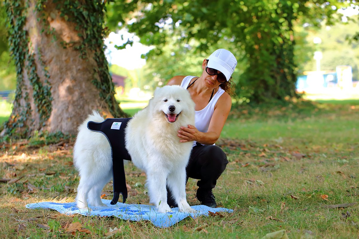 Hygiene Sanitary Pants for Female Dogs/Incontinence Pants for Dogs/Dog