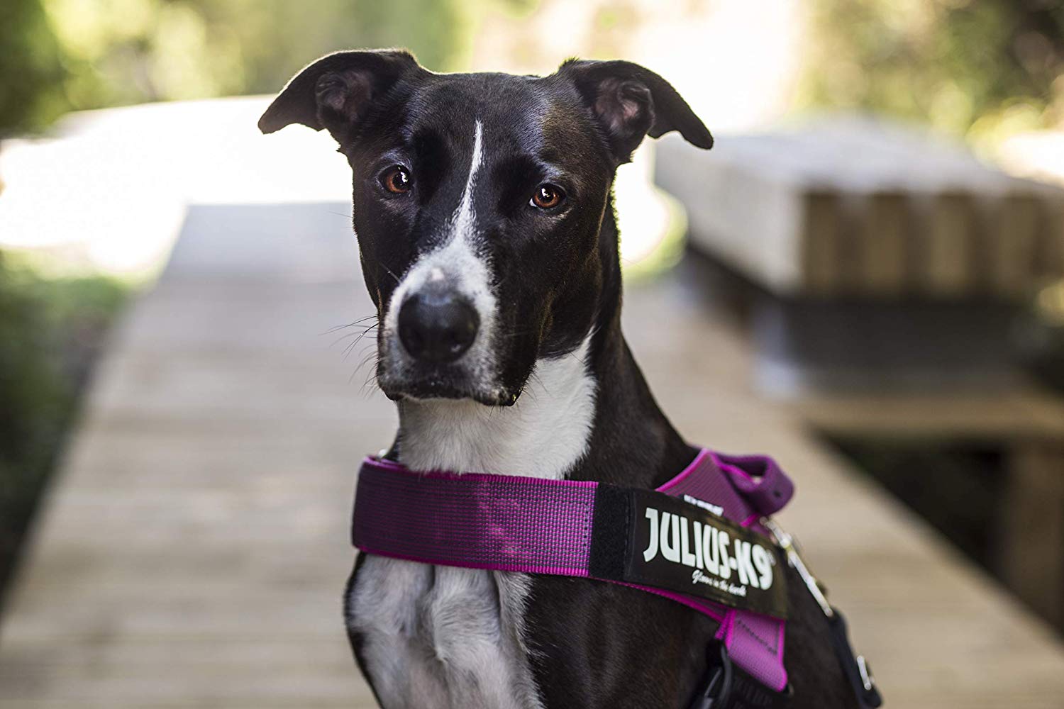 Julius-K9, IDC Color & Gray Belt Harness, Size: 2XL / 3, Pink-Gray - Image 2