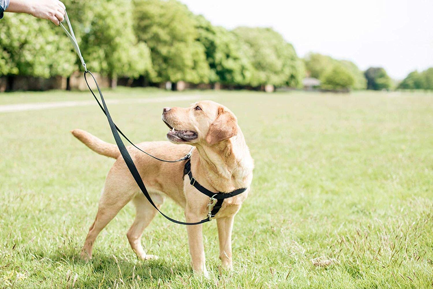 2 Hounds Design Freedom No-Pull No Leash Harness Only, 1-Inch, Medium, Teal - Image 4