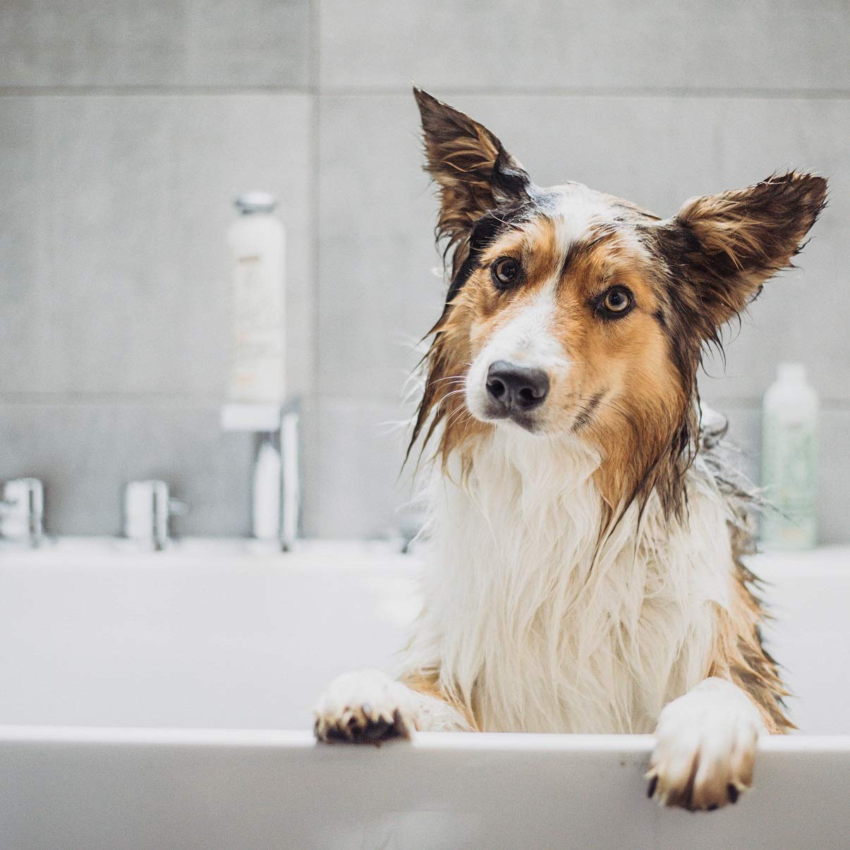 Greenfields Dog Shampoo and Conditioner 400ml, light - Image 2