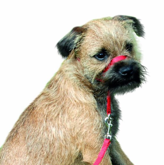 Beaphar Gentle Leader Small Red - Image 2
