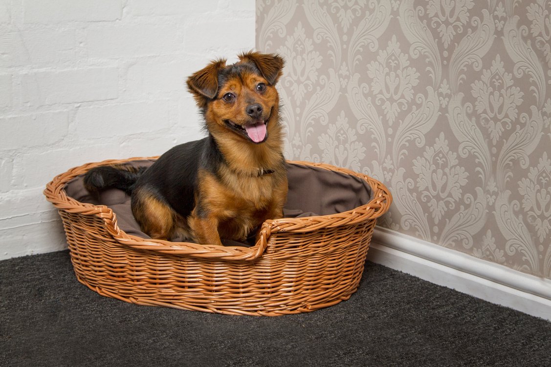 Prestige Wicker Wicker Dog Bed Basket with Cushion, Medium, Dark, Dark Brown, 75 x 60 x 19 cm (L x W x H) - Image 2
