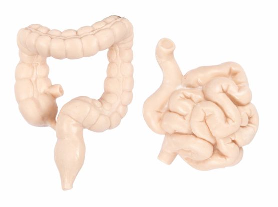 Human Organs - Image 2