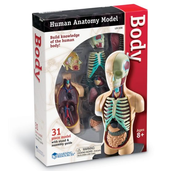 Learning Resources LER3336 Anatomy Model Human Body - Image 2