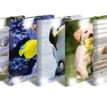 HERMA Elastic Folder Animals, Assorted Colourful Designs, A3, Glossy Plastic, with Inner Print, Pack of 10
