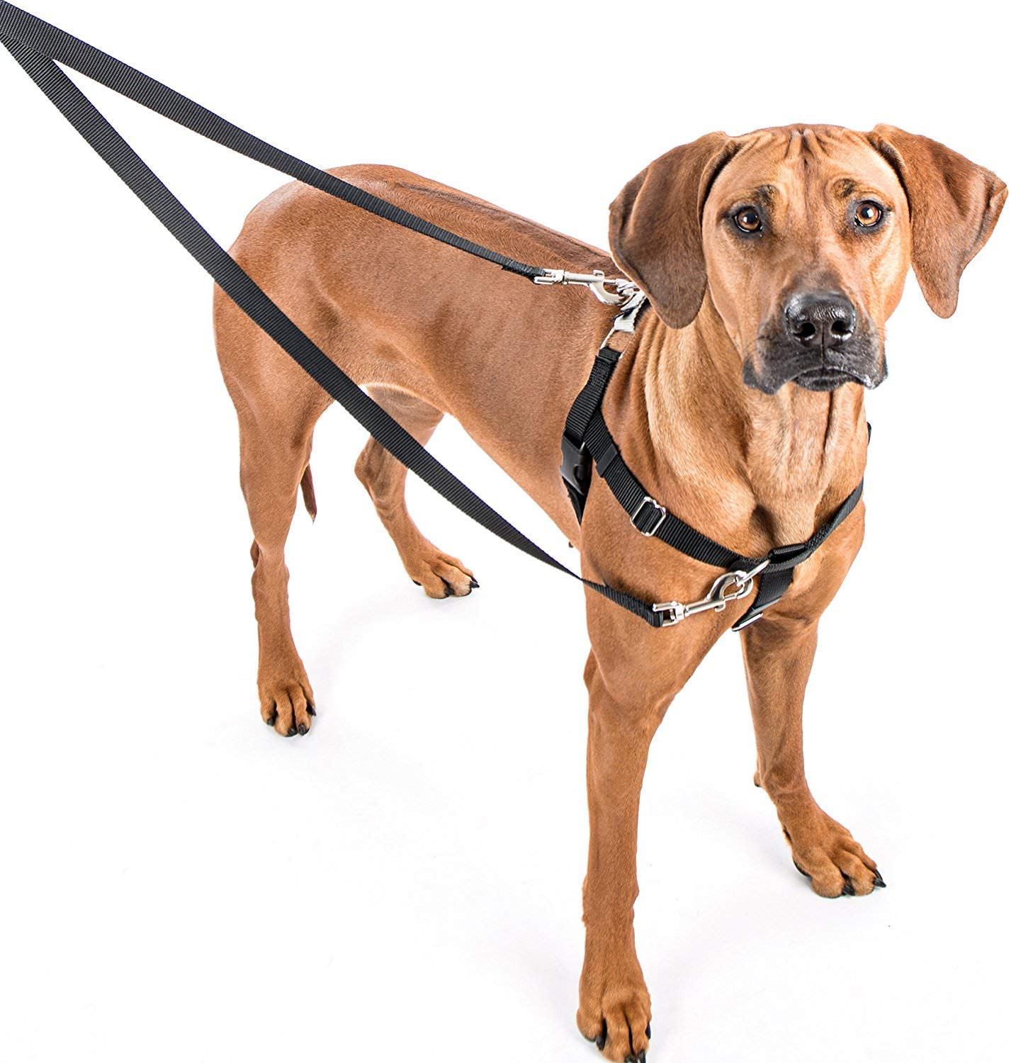 2 Hounds Design Freedom No-Pull No Leash Harness Only, 1-Inch, Medium, Teal - Image 2