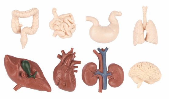 Human Organs