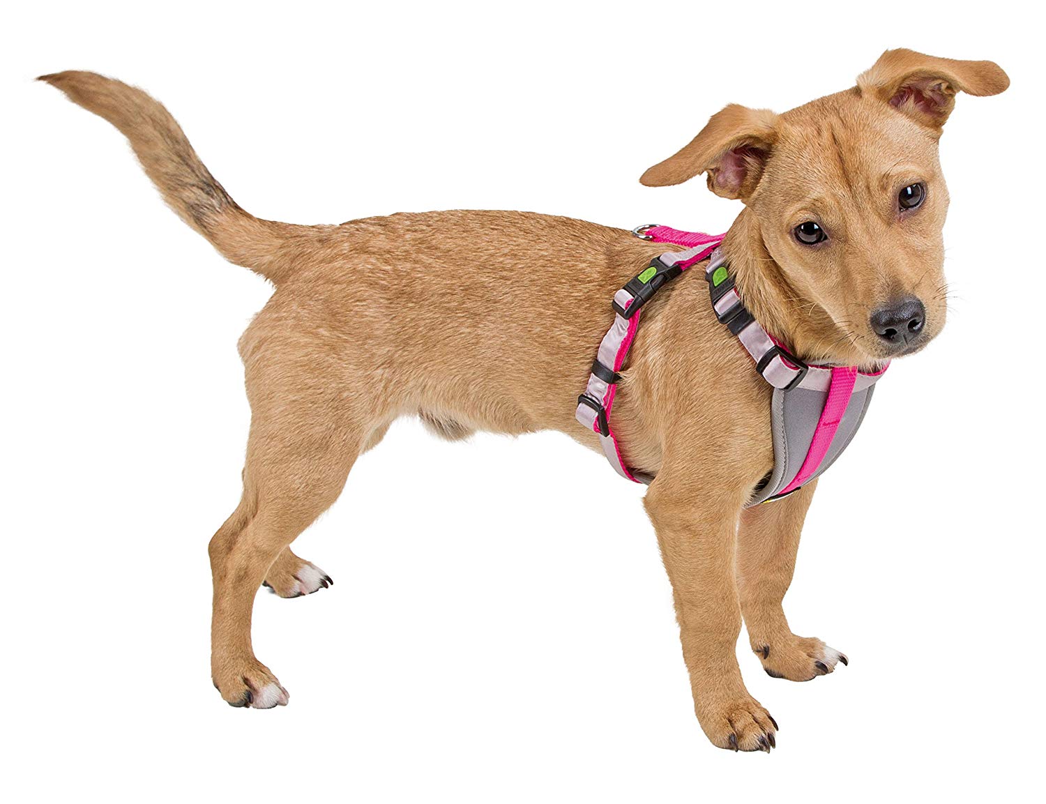 Kerbl Harness for Small Dogs S neon blue Blue(neon blue) S, Small (Pack of 1) - Image 2