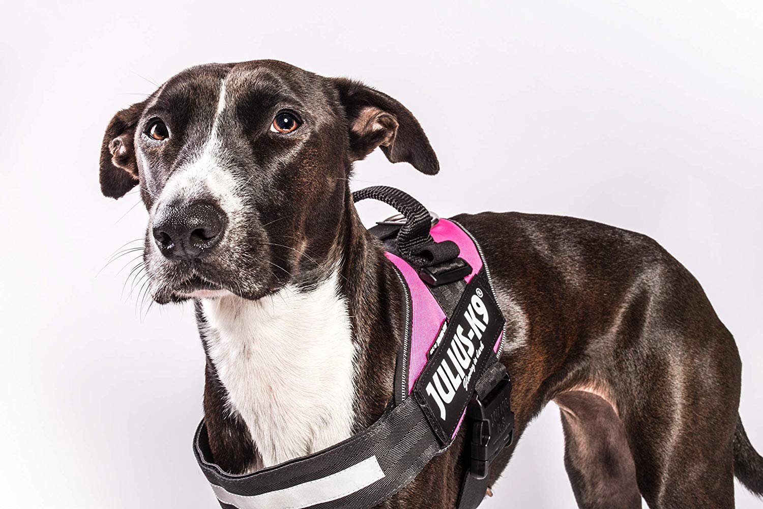 IDC Powerharness, Size: L/1, Dark Pink - Image 4
