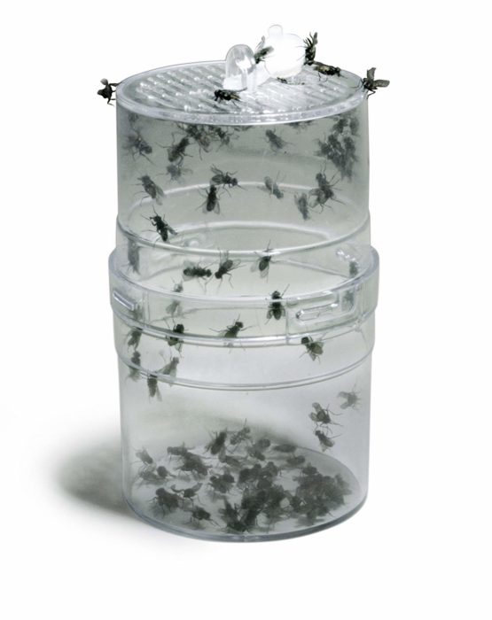 Lucky Reptile FF 1 Fly Feeder - Image 2
