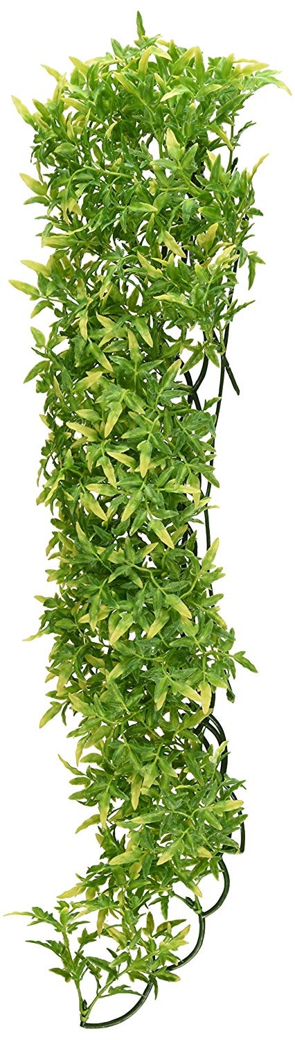 Zoo Med BU-35 Bolivian Croton, Large, Black