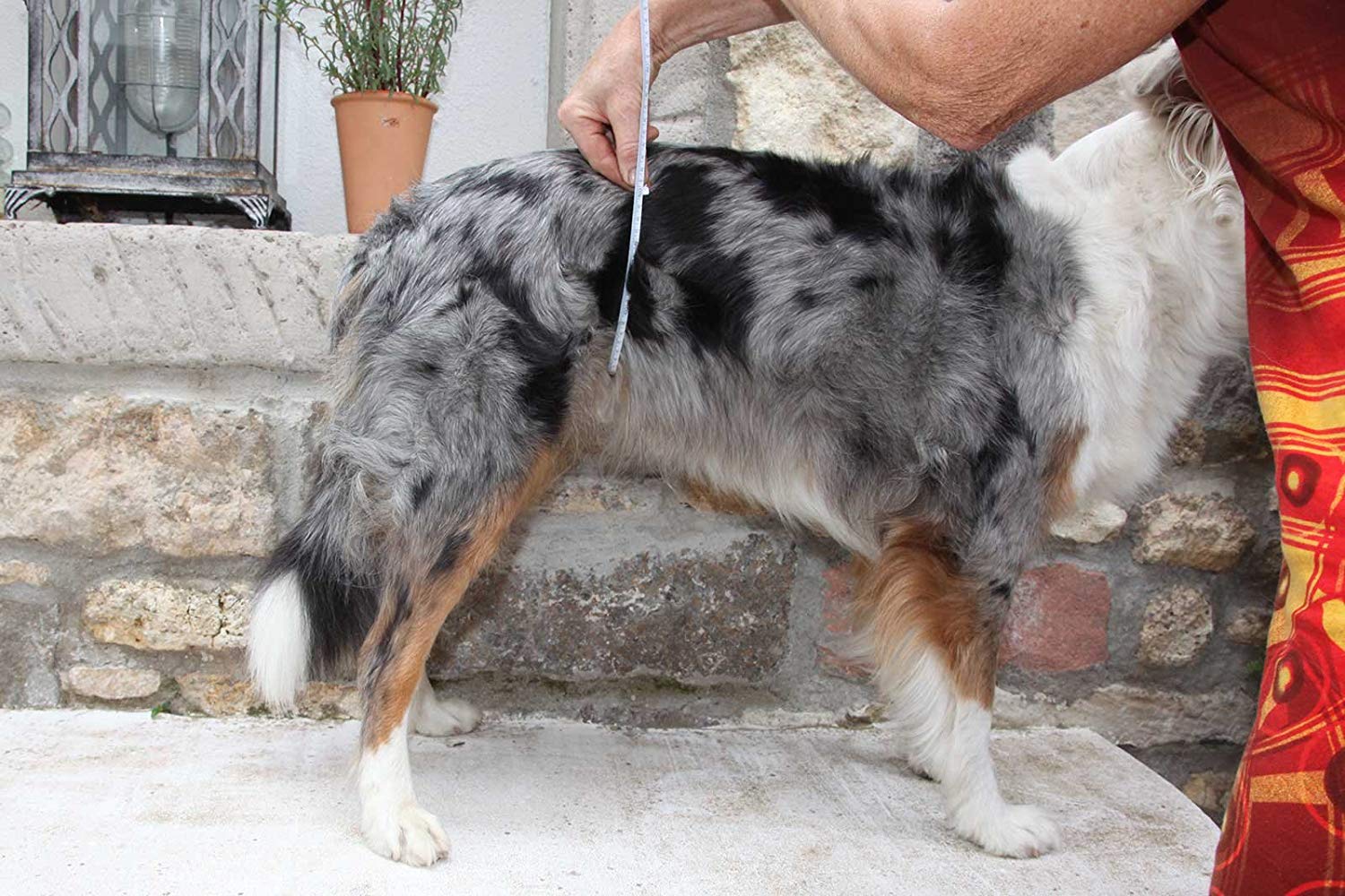 Hygiene Sanitary Pants for Female Dogs/Incontinence Pants for Dogs/Dog