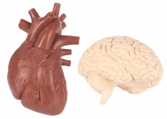 Human Organs - Image 4