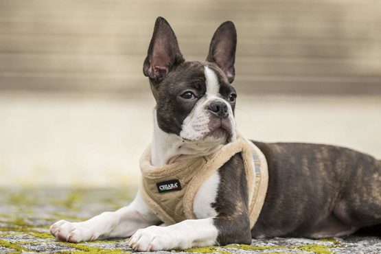 CHIARA Winter Dog Harness Small Dog And Medium Dog Harness - Soft And Cosy Vest - Also usable as Puppy Harness Beige, M - Image 2