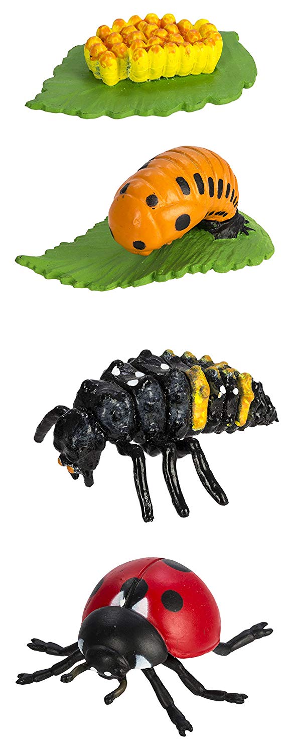 Lulaby Insect Life Cycle OF A Ladby Bug – BigaMart