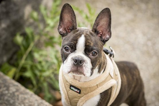 CHIARA Winter Dog Harness Small Dog And Medium Dog Harness - Soft And Cosy Vest - Also usable as Puppy Harness Beige, M - Image 3