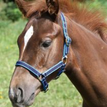 Kerbl Adjustable Foal Head Collar