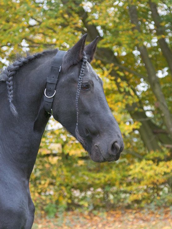 Kerbl 32340 Necklace Strap for 5"Horse - Image 2