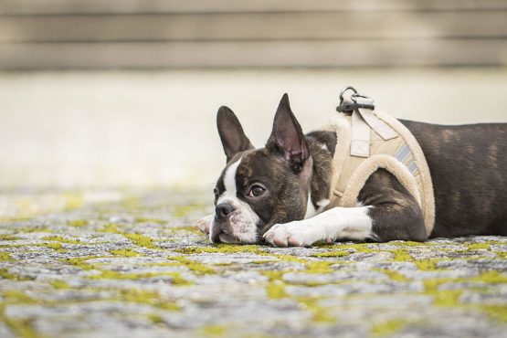 CHIARA Winter Dog Harness Small Dog And Medium Dog Harness - Soft And Cosy Vest - Also usable as Puppy Harness Beige, M - Image 4