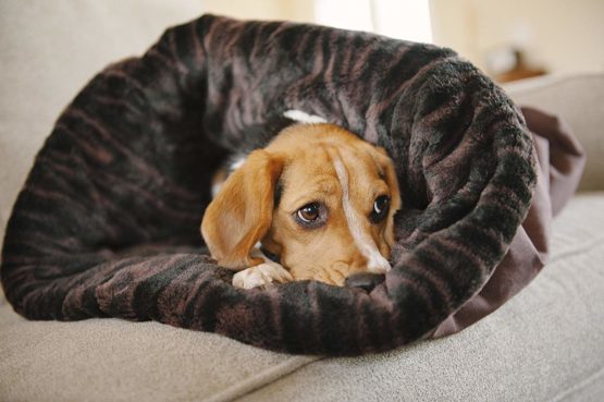 P.L.A.Y. (Pet Lifestyle And You) Snuggle Bed - Faux Fur/Cotton Canvas - Charcoal Grey - S - Image 3