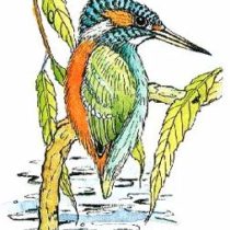 Art Stamps Anne Wales-Smith Kingfisher Animal Stamp,