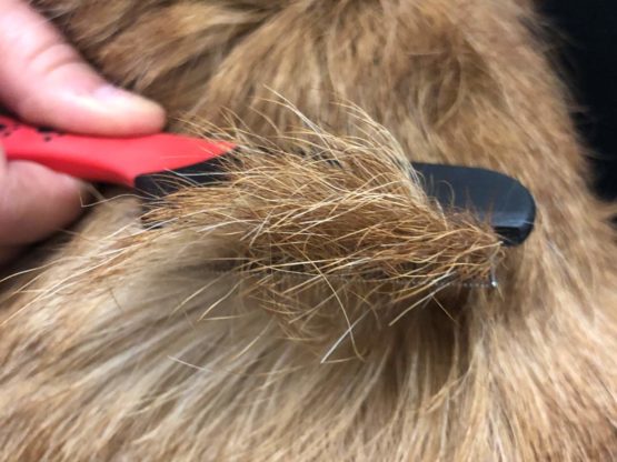 Masterclip Flea Removal Grooming Comb for Cats, Dogs, Rabbits. Effective against Fleas, Nits, Biting Pests, Ticks, Flea Dirt, Ectoparasites - Image 3