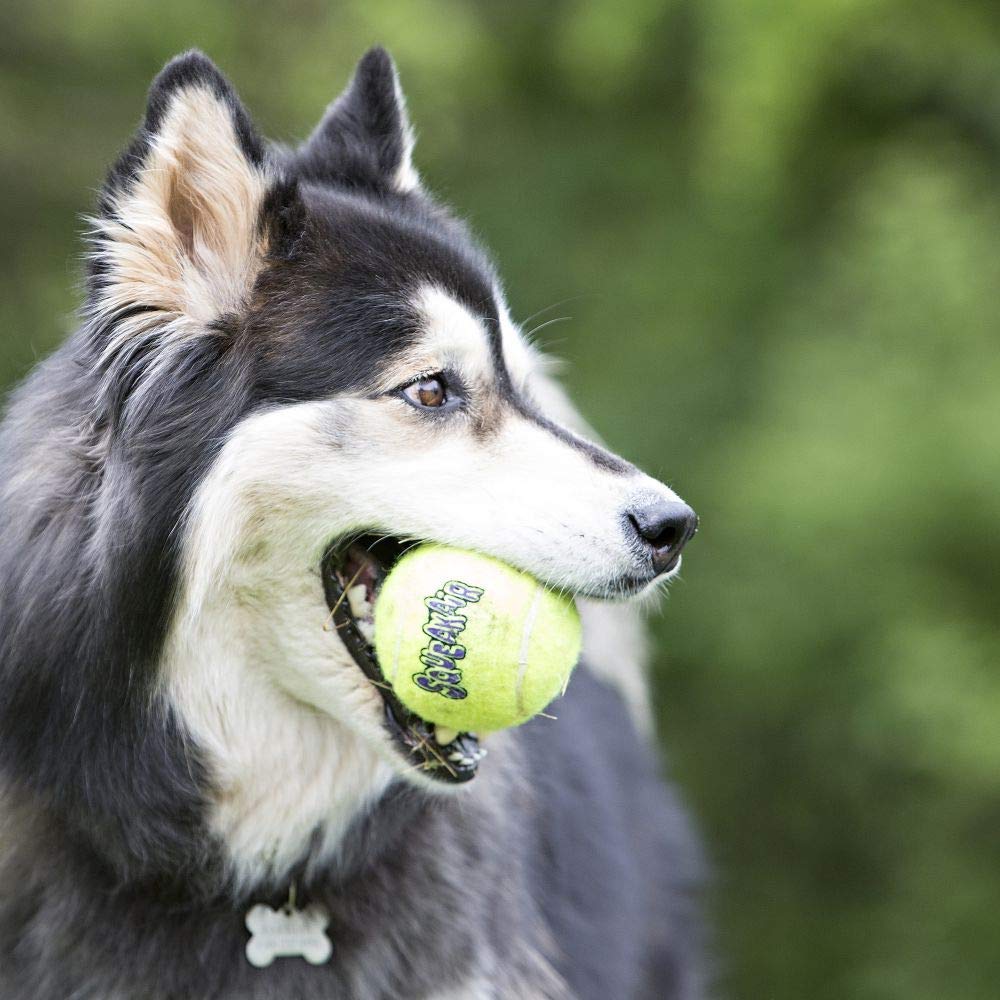 KONG - Squeakair Ball - Dog Toy Premium Squeak Tennis Balls, Gentle on Teeth - For Medium Dogs, Yellow, M (Pack of 1) - Image 3