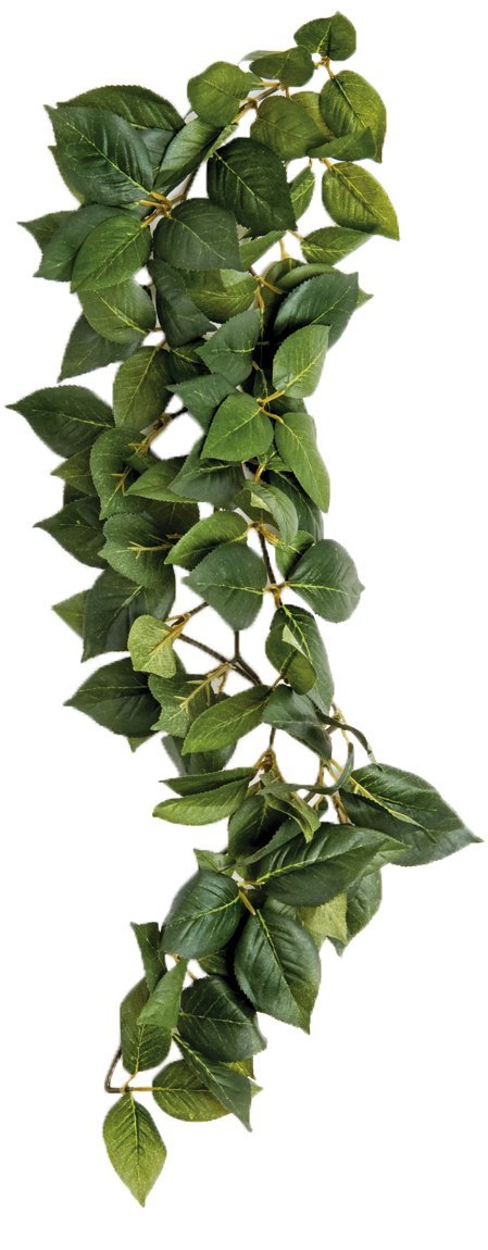 Komodo Sumatra Hanging Vine, 23 cm, Green, 23cm