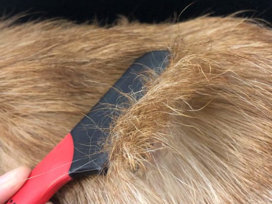 Masterclip Flea Removal Grooming Comb for Cats, Dogs, Rabbits. Effective against Fleas, Nits, Biting Pests, Ticks, Flea Dirt, Ectoparasites - Image 4